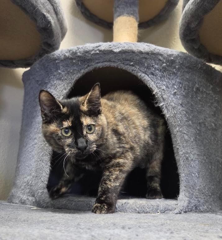 Enlarge Kiki, a Adoptable mixed breed in Midland, TX image 3/3