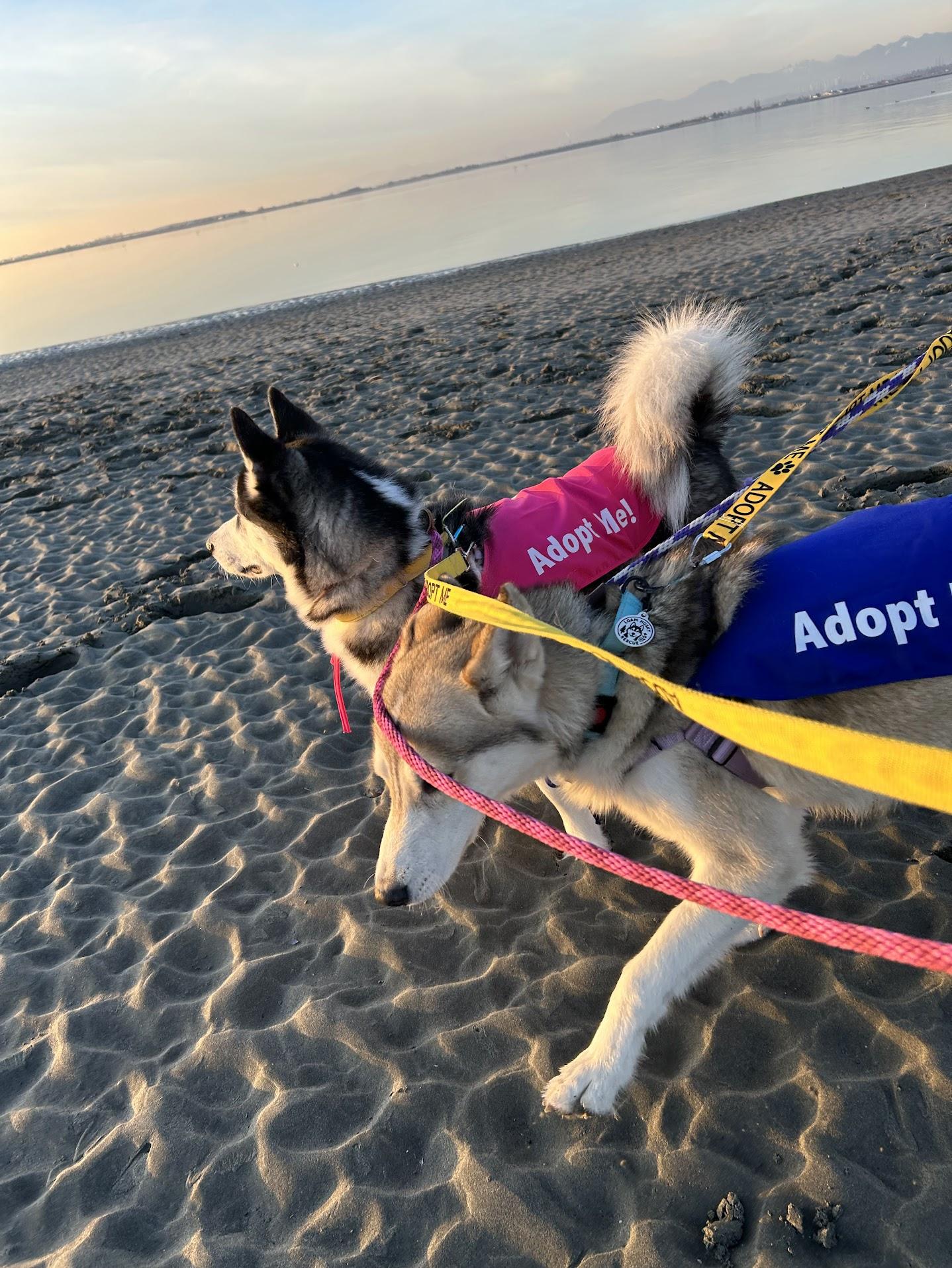 Enlarge Tobi, a ADOPTABLE Siberian Husky in Vancouver, BC image 5/5