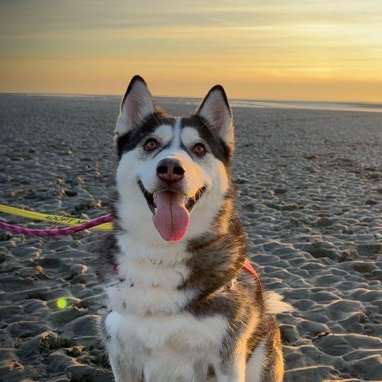 Enlarge Tobi, a ADOPTABLE Siberian Husky in Vancouver, BC image 1/5