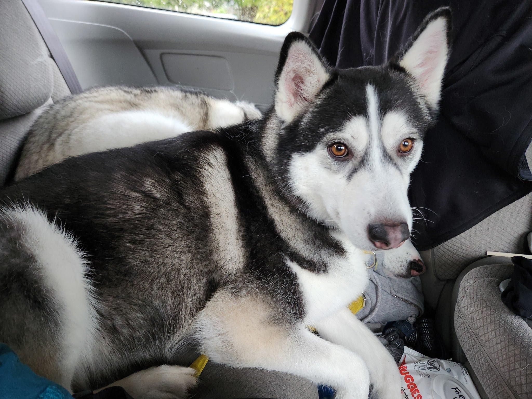 Enlarge Tobi, a ADOPTABLE Siberian Husky in Vancouver, BC image 2/5