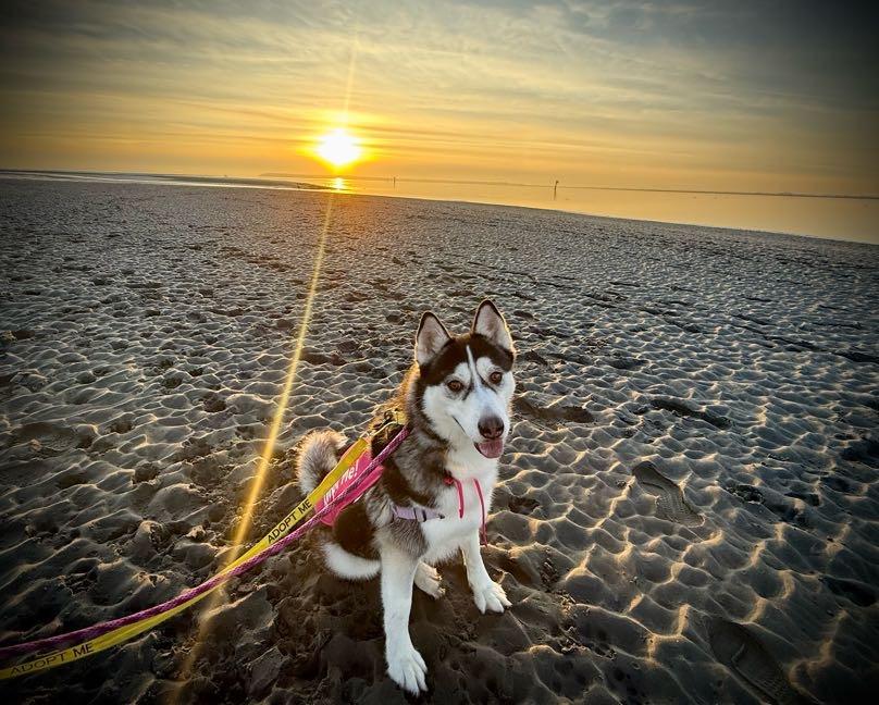 Enlarge Tobi, a ADOPTABLE Siberian Husky in Vancouver, BC image 4/5