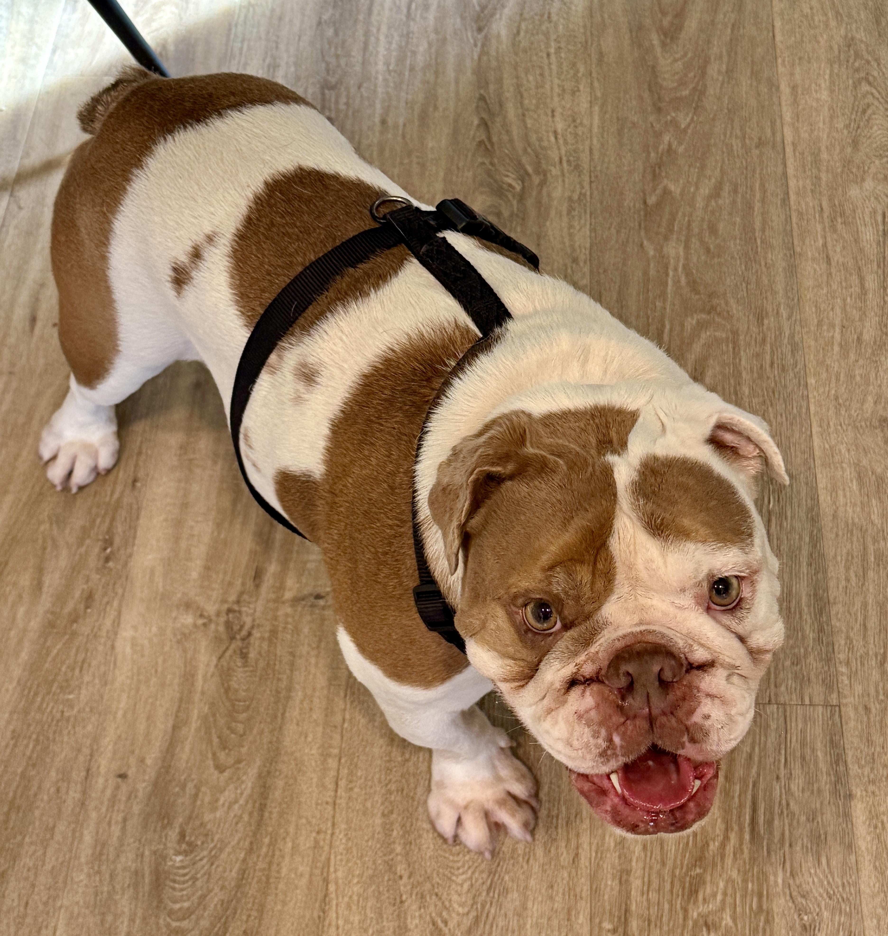 Enlarge Bobo, a ADOPTABLE English Bulldog in Danville, CA image 3/5