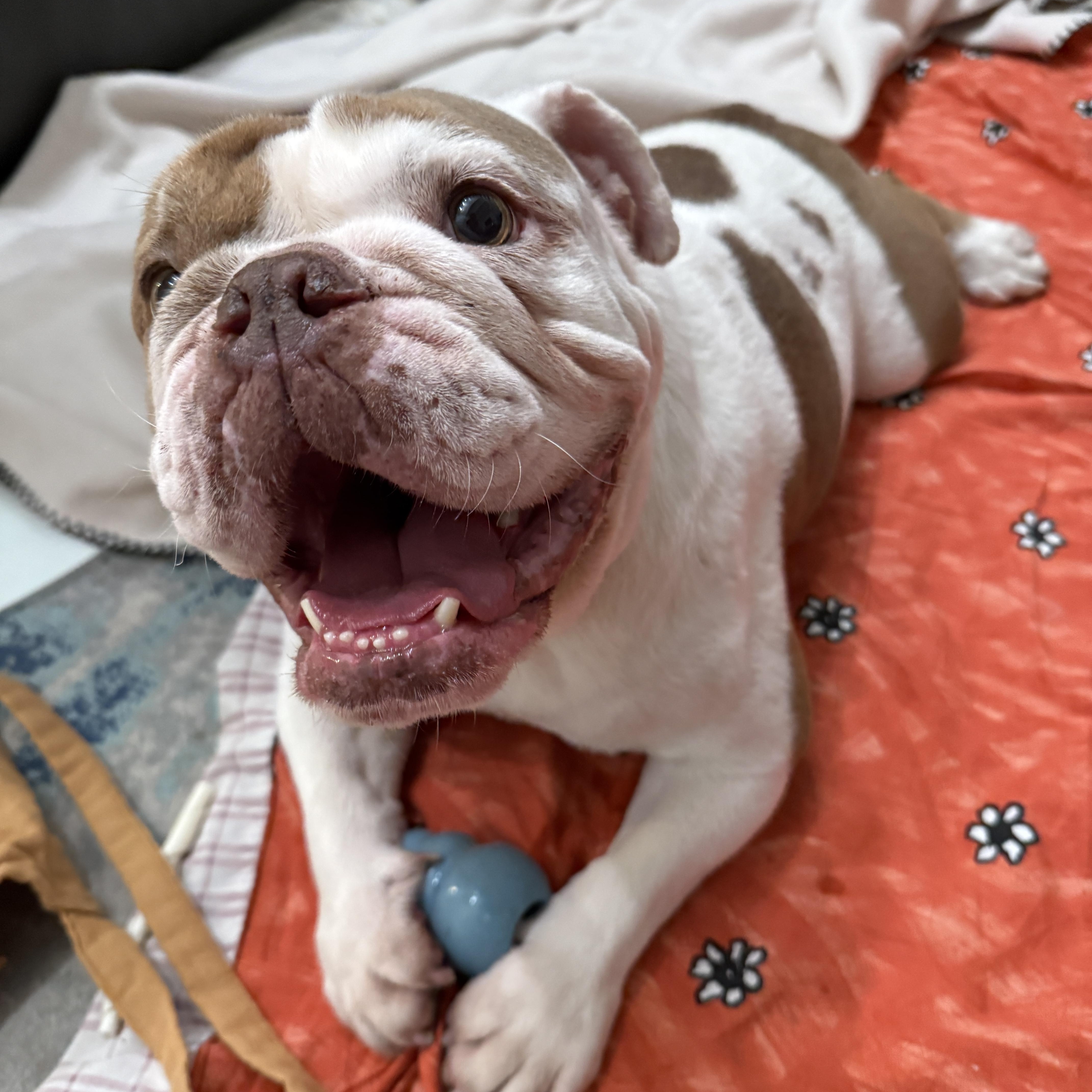 Enlarge Bobo, a ADOPTABLE English Bulldog in Danville, CA image 5/5