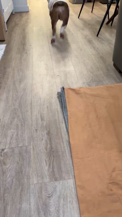 Enlarge Bobo, a ADOPTABLE English Bulldog in Danville, CA video 4/5