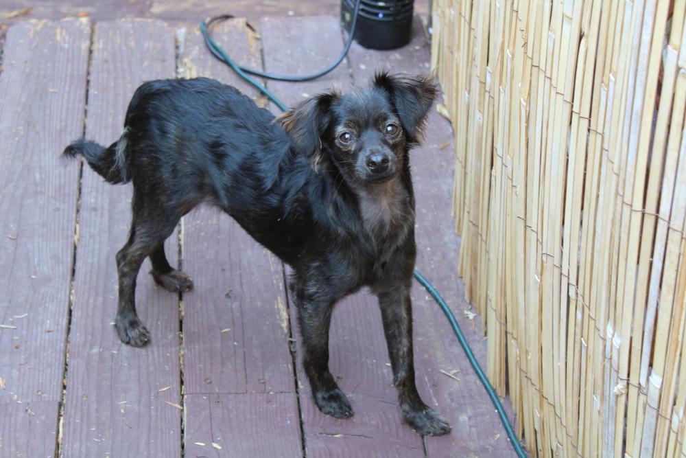 Enlarge Jilly, a Adoptable mixed breed in Claremont, CA image 1/4