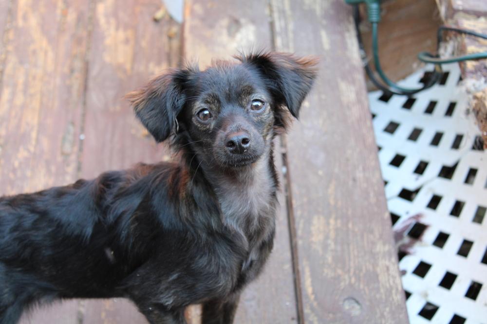 Enlarge Jilly, a Adoptable mixed breed in Claremont, CA image 3/4