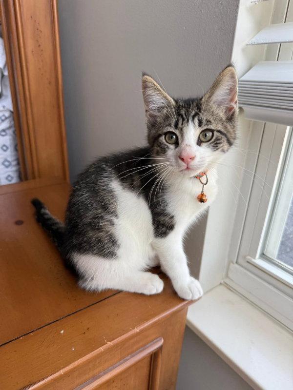 Walnut, Adoptable, Young Female Domestic Short Hair.