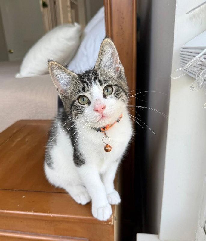Walnut, a Adopted Domestic Short Hair in Knoxville, TN image 2/3