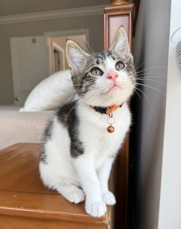 Walnut, a Adopted Domestic Short Hair in Knoxville, TN image 3/3