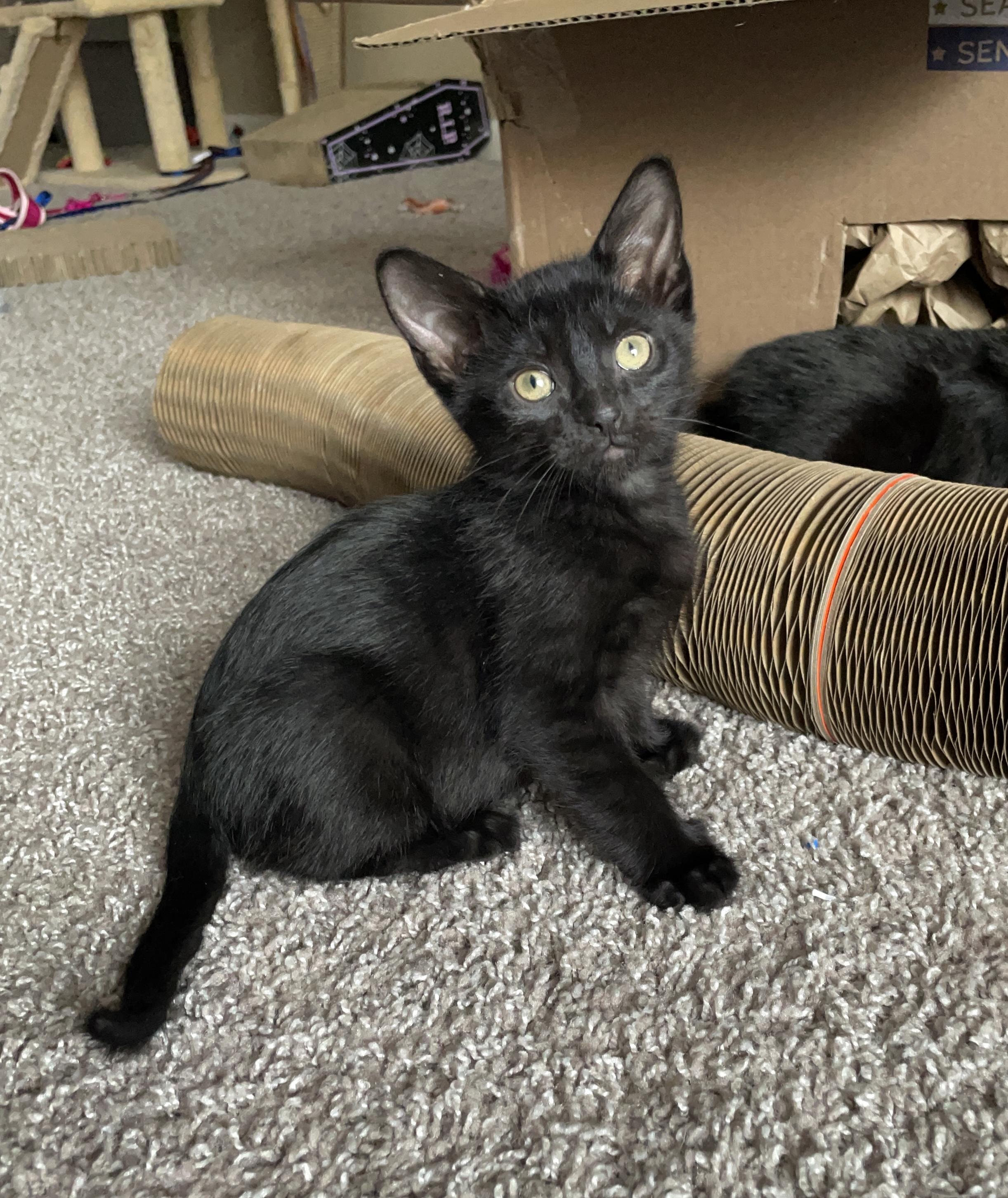 Enlarge Canon, a Adoptable mixed breed in Farmington, MN image 1/5