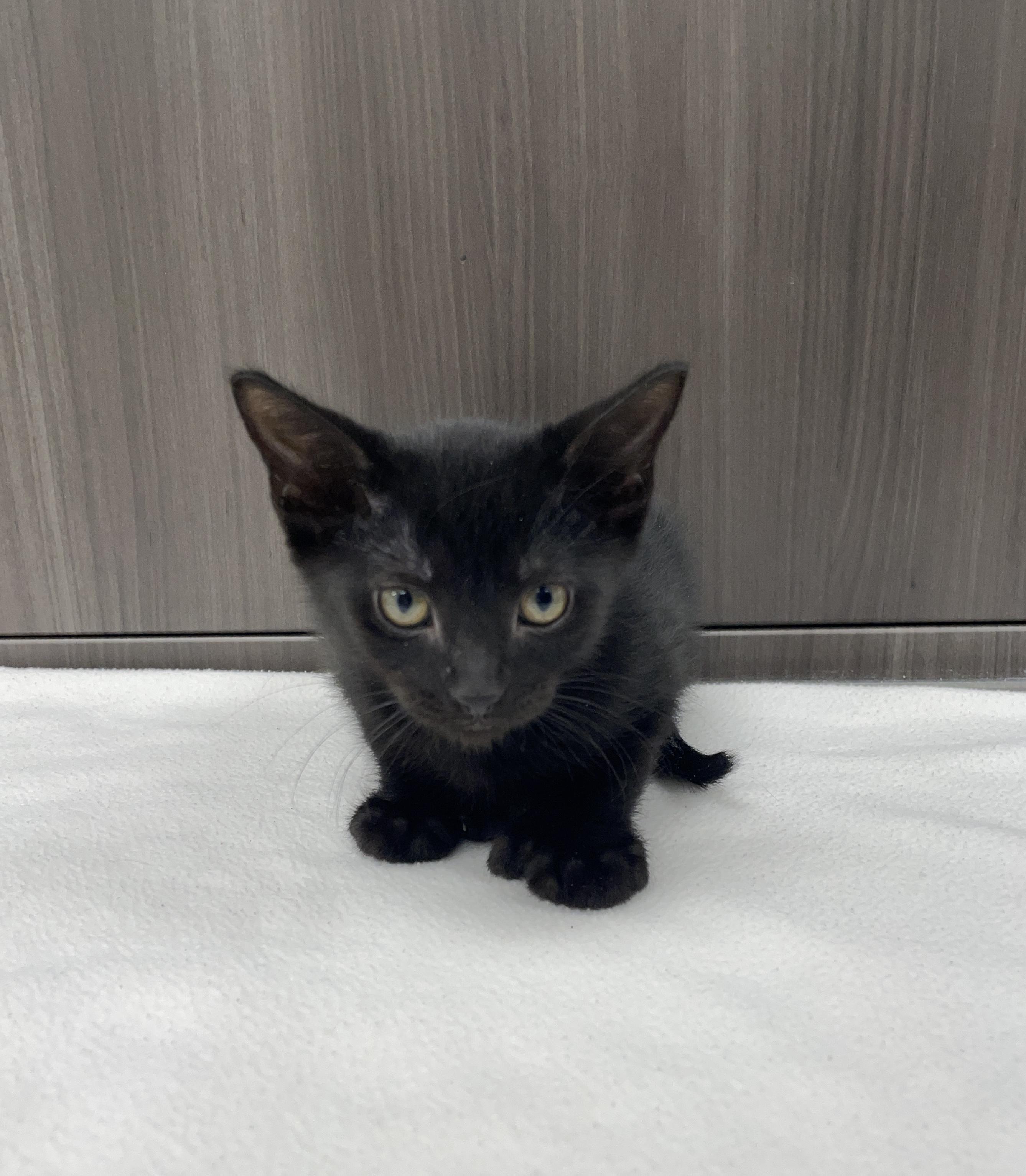 Enlarge Canon, a Adoptable mixed breed in Farmington, MN image 2/5