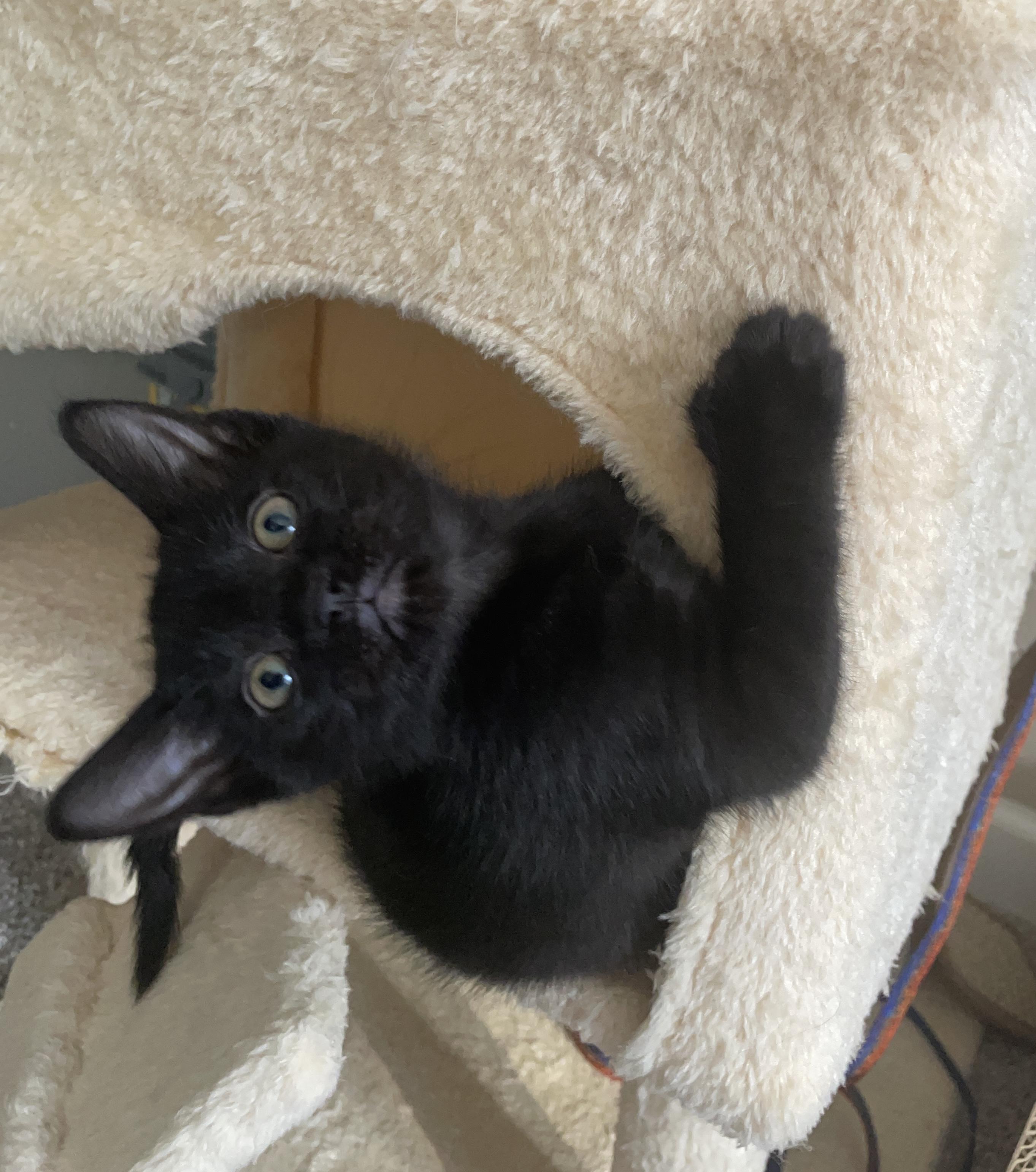 Enlarge Canon, a Adoptable mixed breed in Farmington, MN image 3/5