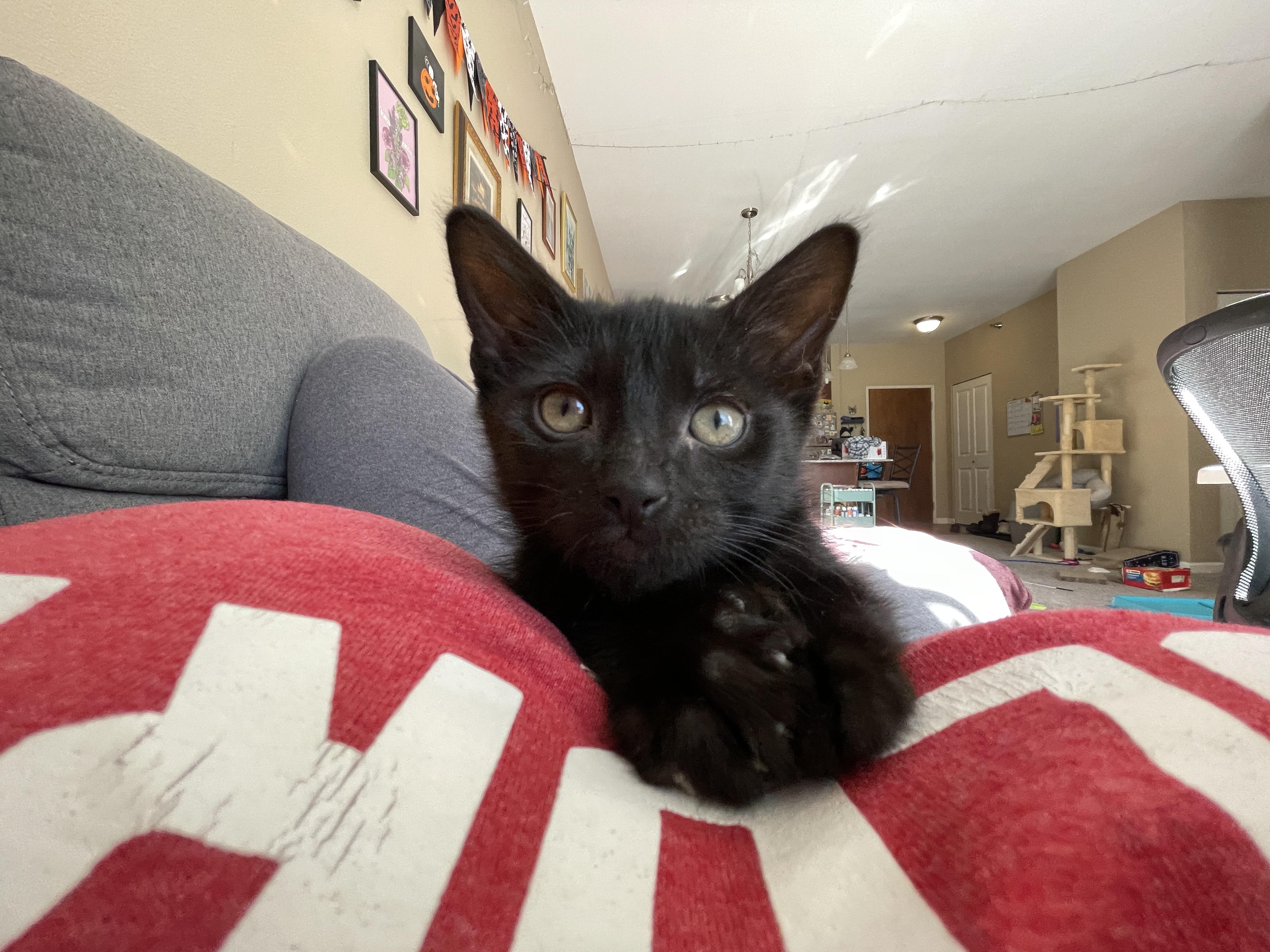 Enlarge Canon, a Adoptable mixed breed in Farmington, MN image 4/5