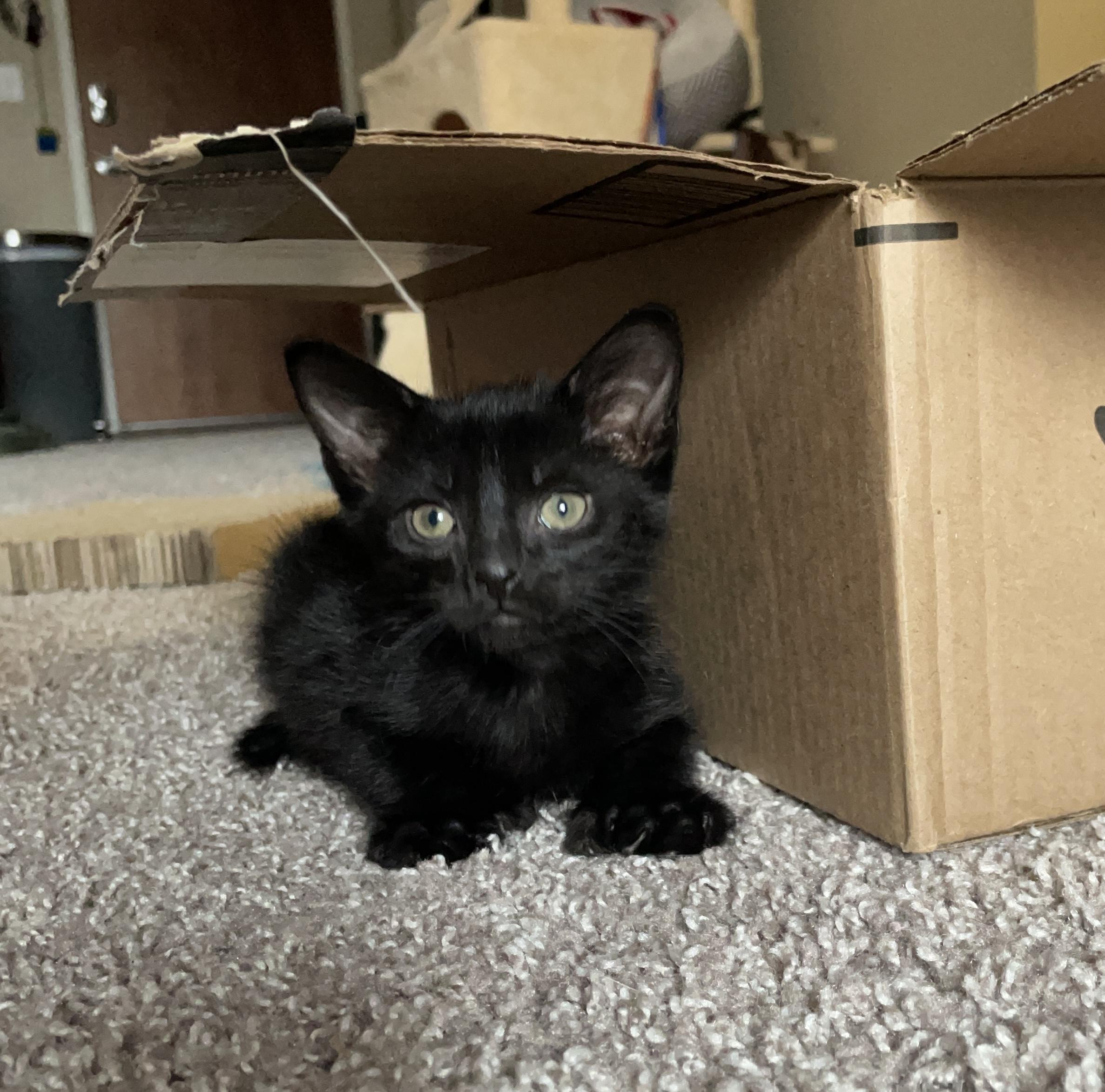 Enlarge Canon, a Adoptable mixed breed in Farmington, MN image 5/5