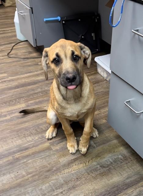 Barley, ADOPTABLE, Young Male Black Mouth Cur.