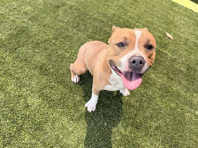 PANZER, Adoptable, Young Male Pit Bull Terrier.