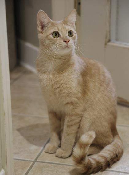 Simba 2, a Adoptable Domestic Short Hair in Hastings, MN image 1/3