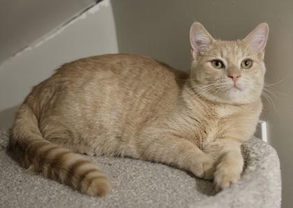 Simba 2, a Adoptable Domestic Short Hair in Hastings, MN image 2/3