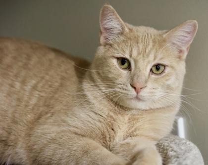 Simba 2, a Adoptable Domestic Short Hair in Hastings, MN image 3/3