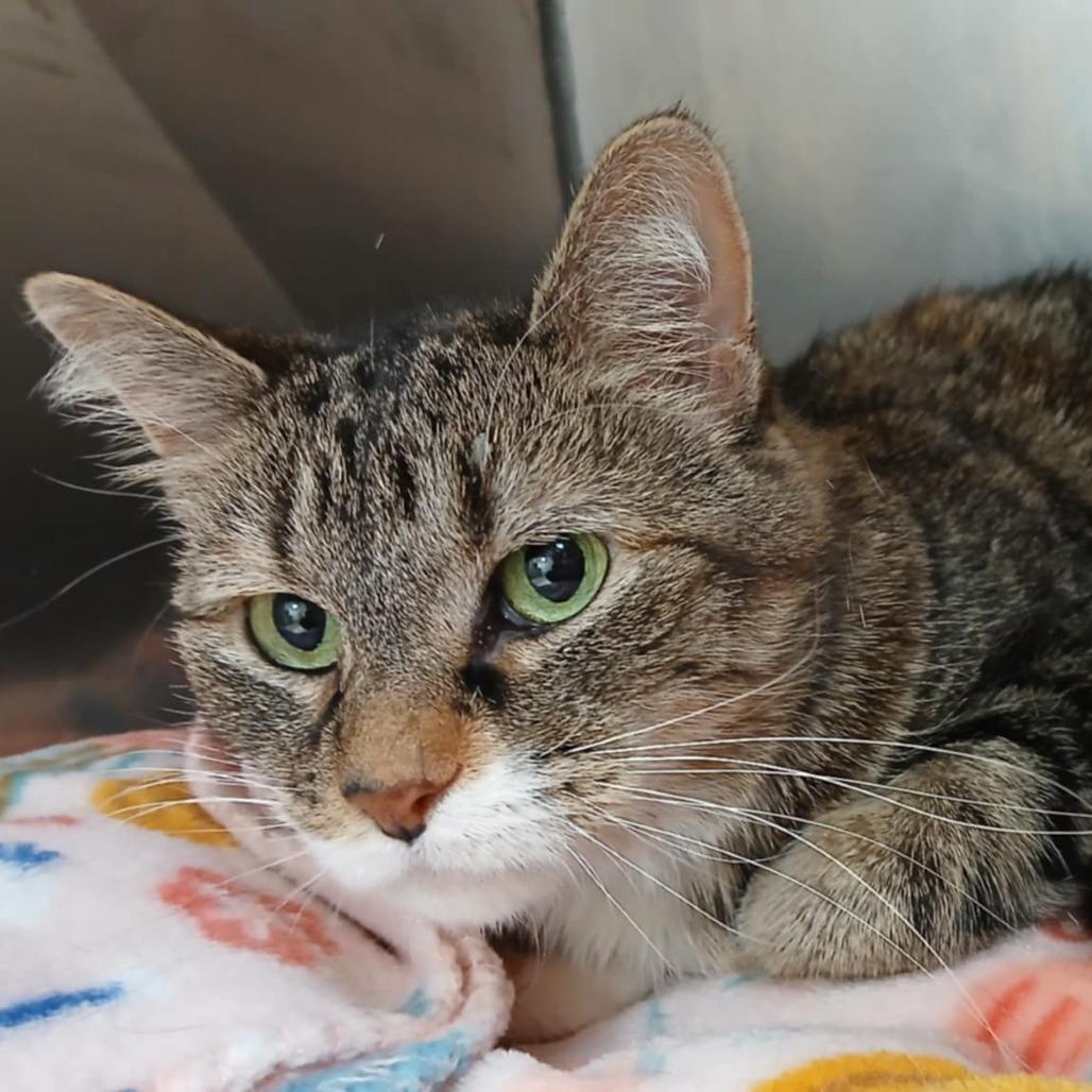 Purrsephone, Adoptable, Adult Female Domestic Short Hair.