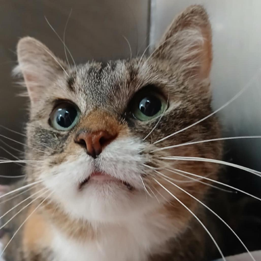 Enlarge Purrsephone, a Adoptable Domestic Short Hair in Bellingham, WA image 2/2