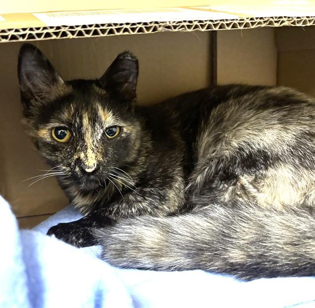 ROO, Adoptable, Young Female Domestic Short Hair.