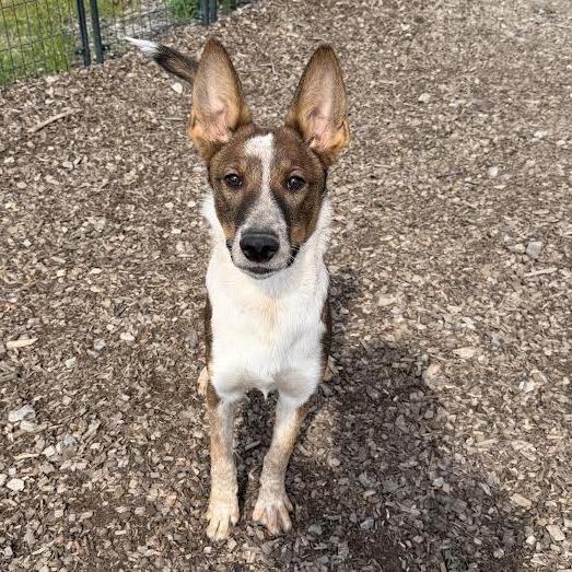 Enlarge Molder, a Adoptable mixed breed in Wappingers Falls, NY image 1/6