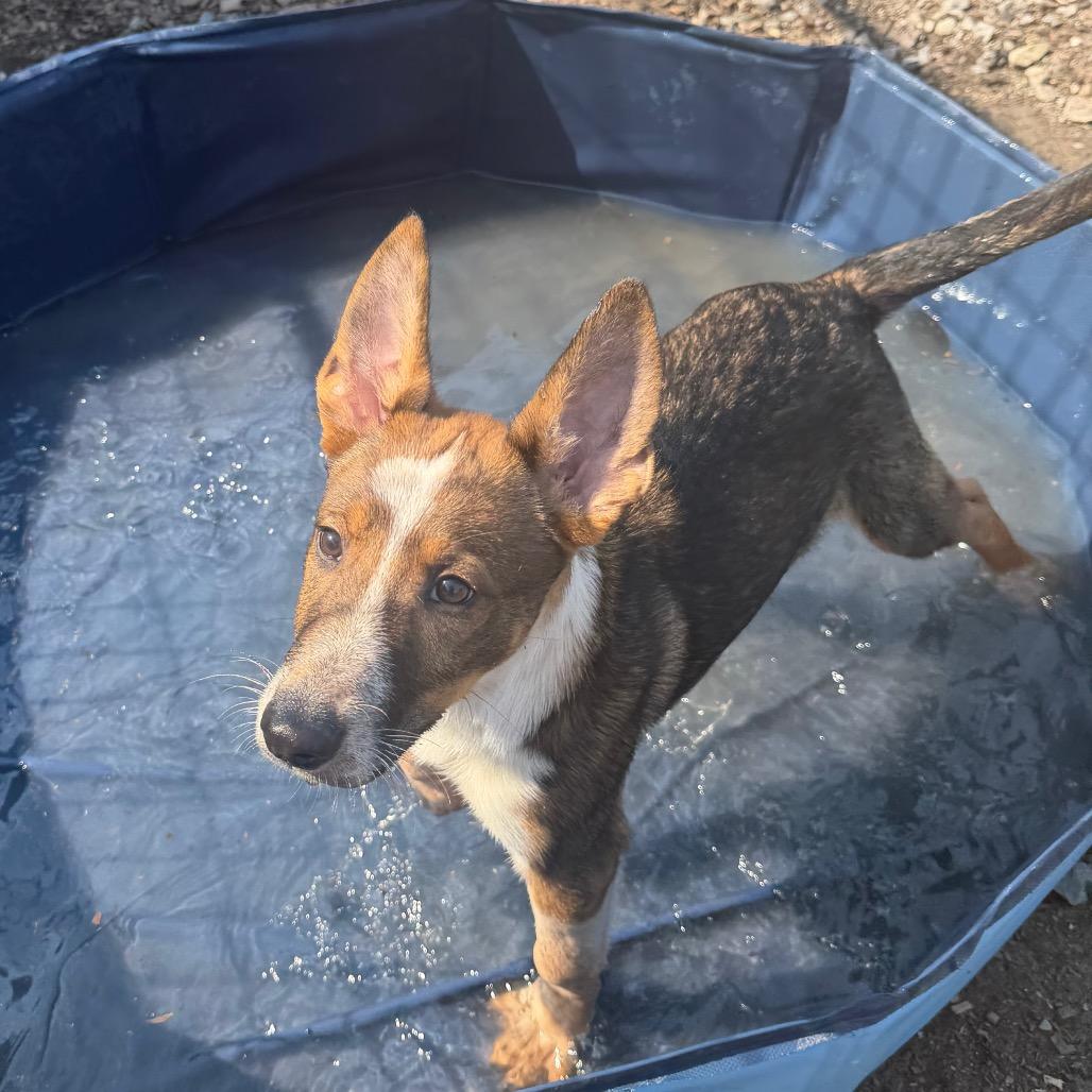 Enlarge Molder, a Adoptable mixed breed in Wappingers Falls, NY image 3/6
