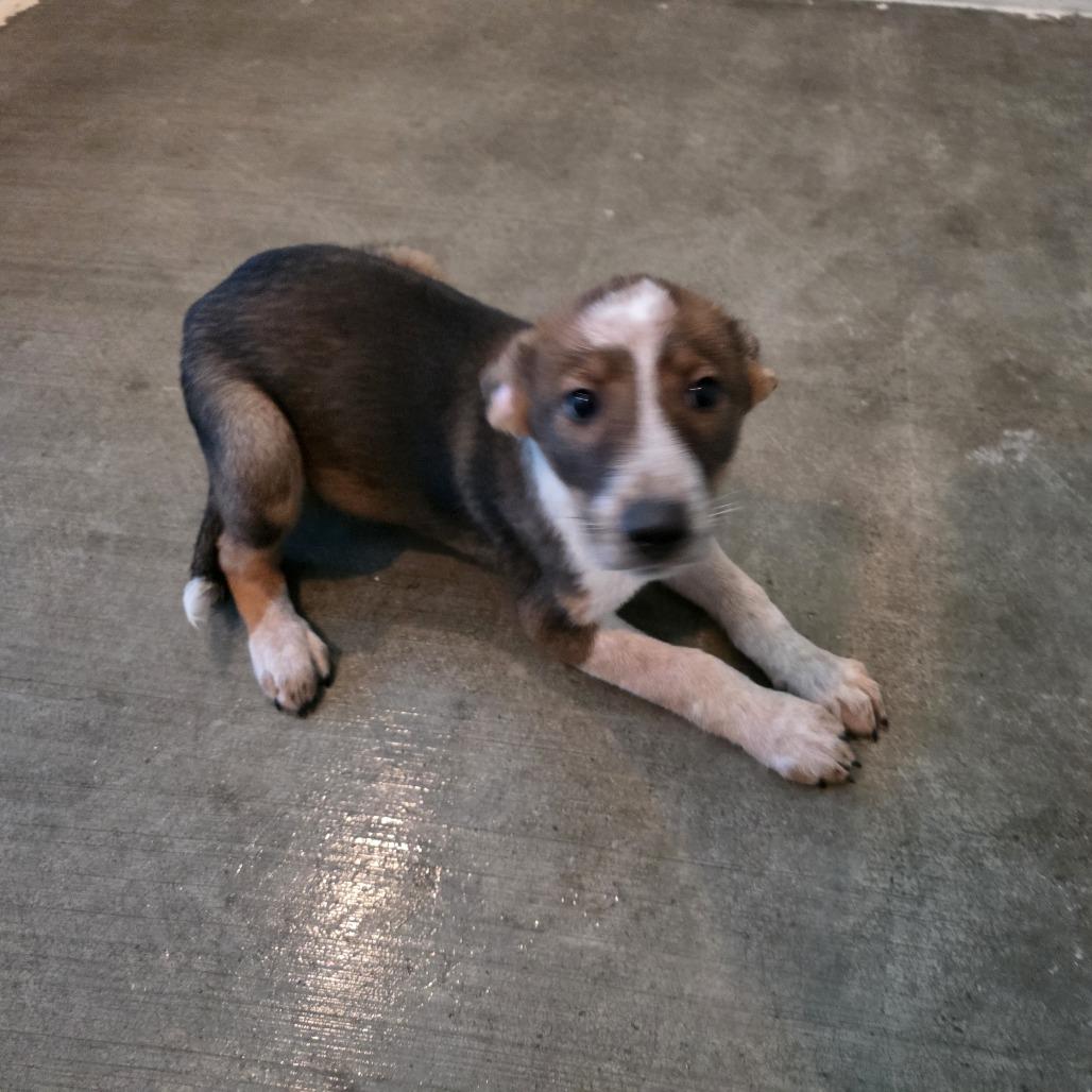 Enlarge Molder, a Adoptable mixed breed in Wappingers Falls, NY image 5/6