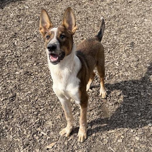 Enlarge Molder, a Adoptable mixed breed in Wappingers Falls, NY image 6/6