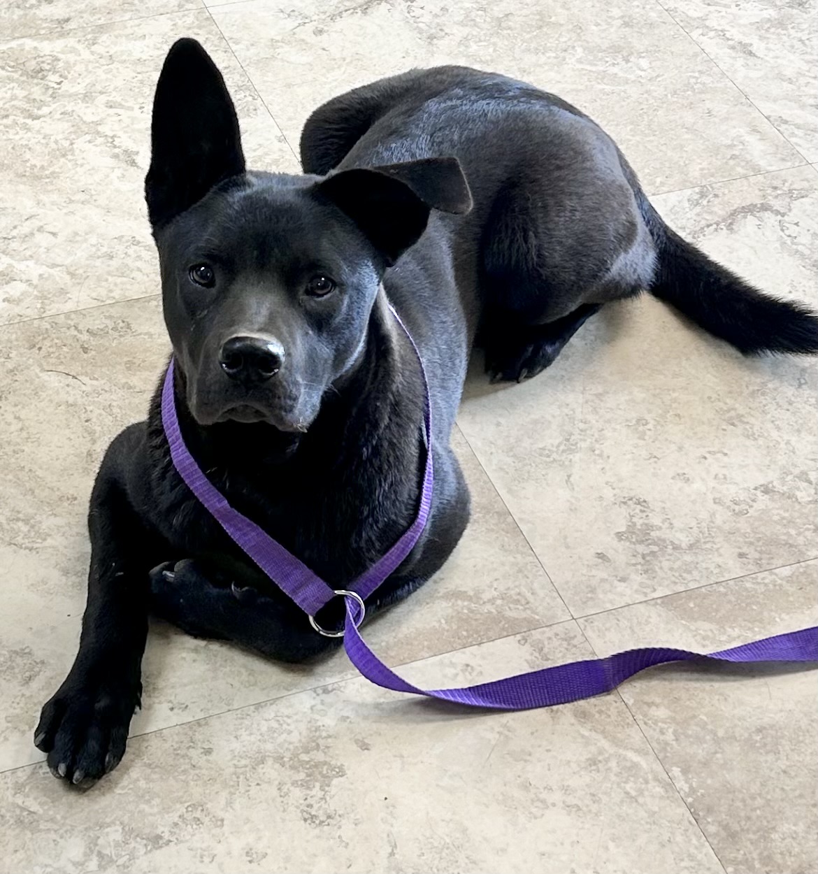 Cedrick, Adoptable, Young Male Black Labrador Retriever & Chow Chow.