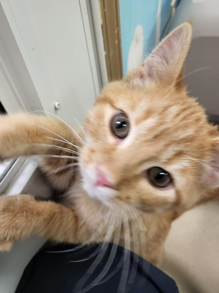 Enlarge Phoenix, a Adopted mixed breed in Huntington, IN image 1/1