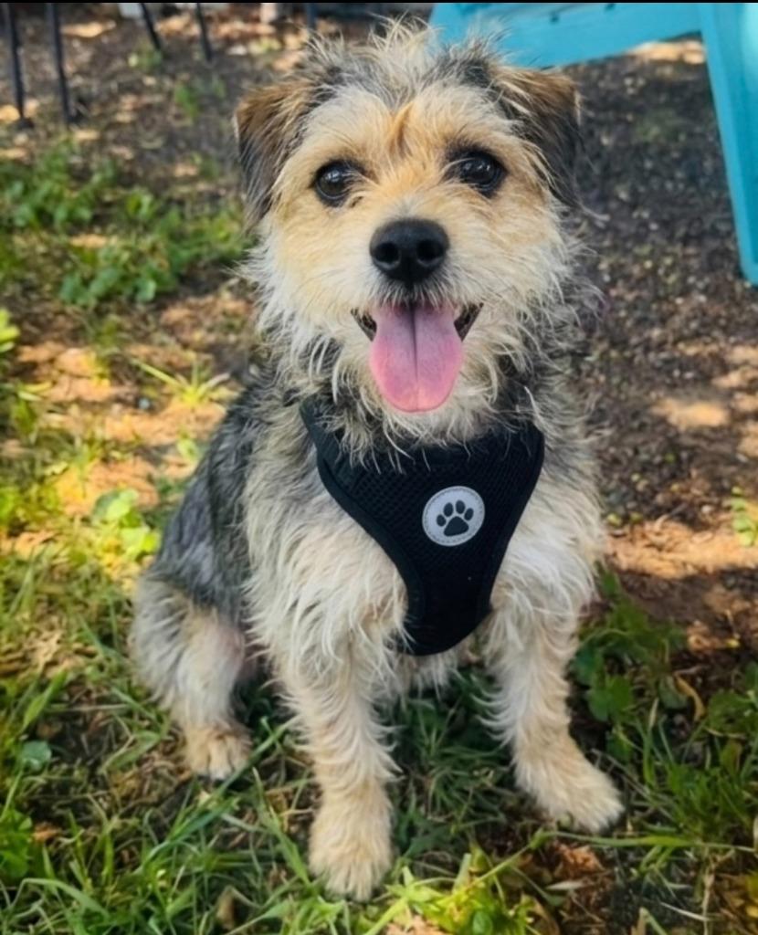 Enlarge Hendrix, a Adoptable mixed breed in Vacaville, CA image 1/1