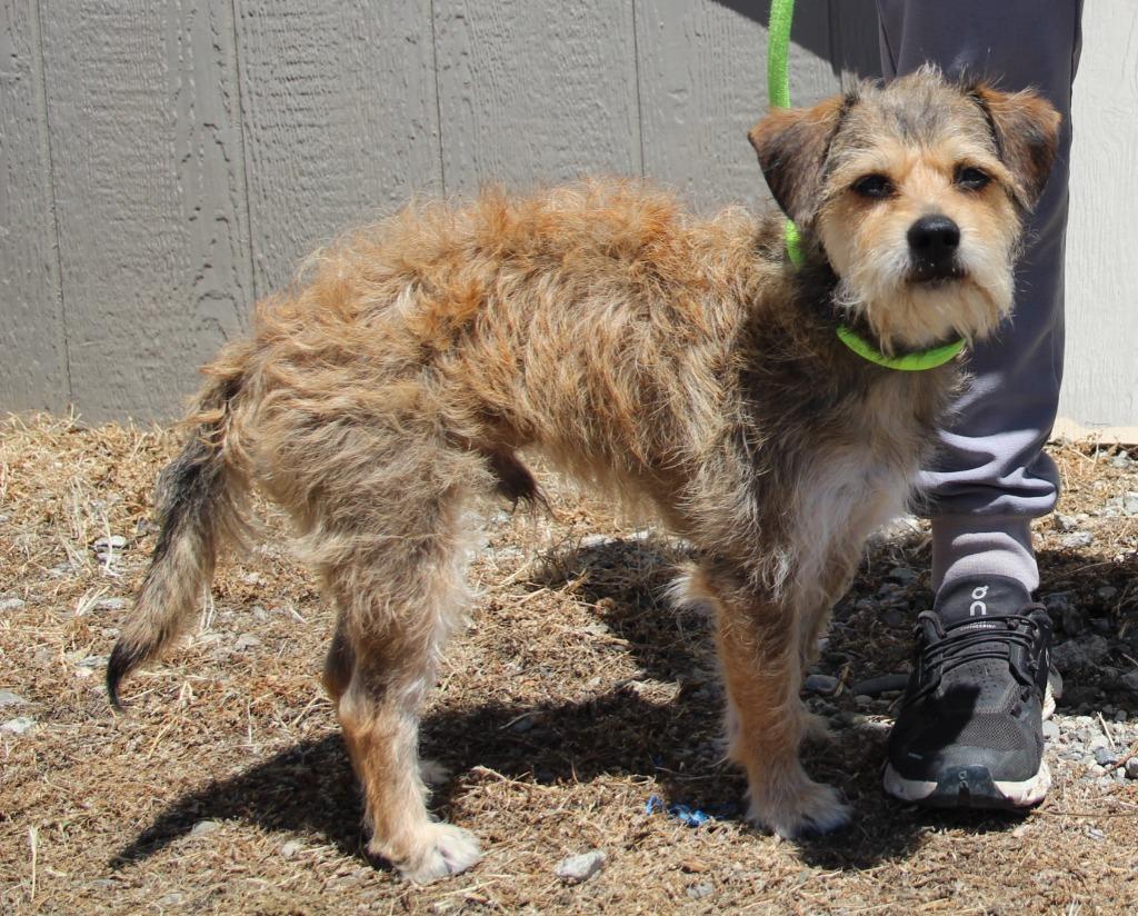 Enlarge Hendrix, a Adoptable mixed breed in Vacaville, CA image 1/1