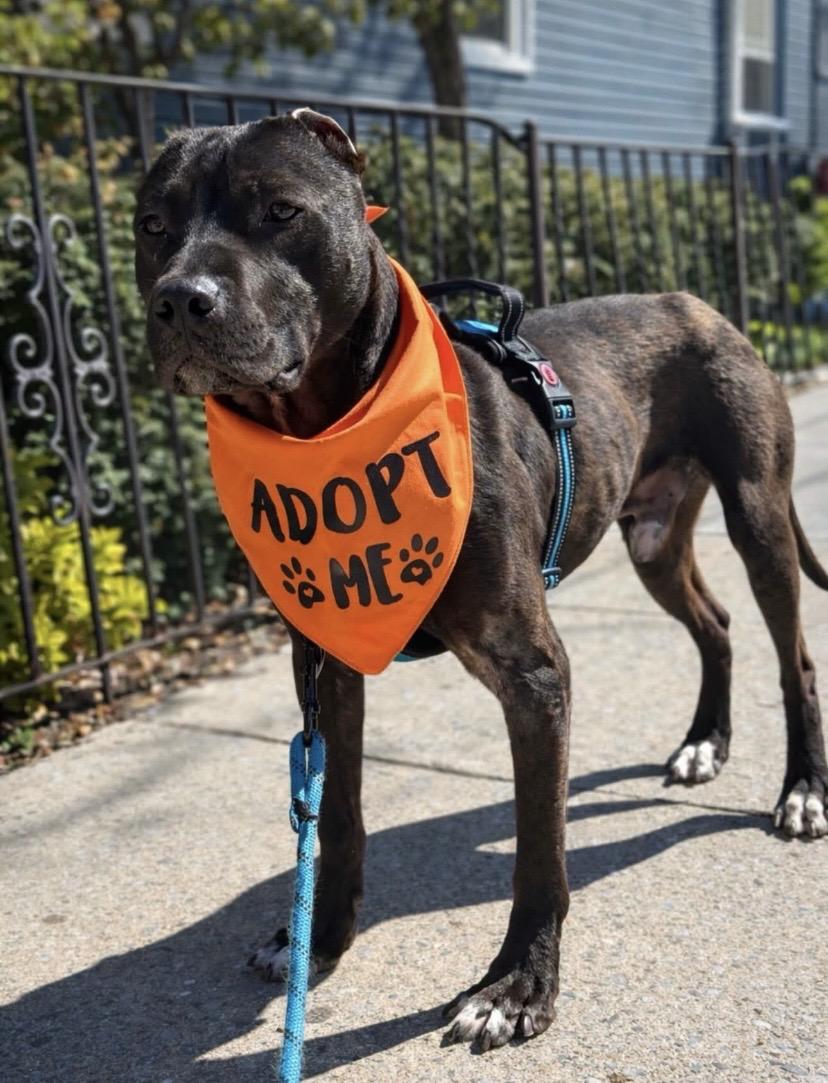 Godfrey, adoptable, Young Male Pit Bull Terrier & American Staffordshire Terrier.