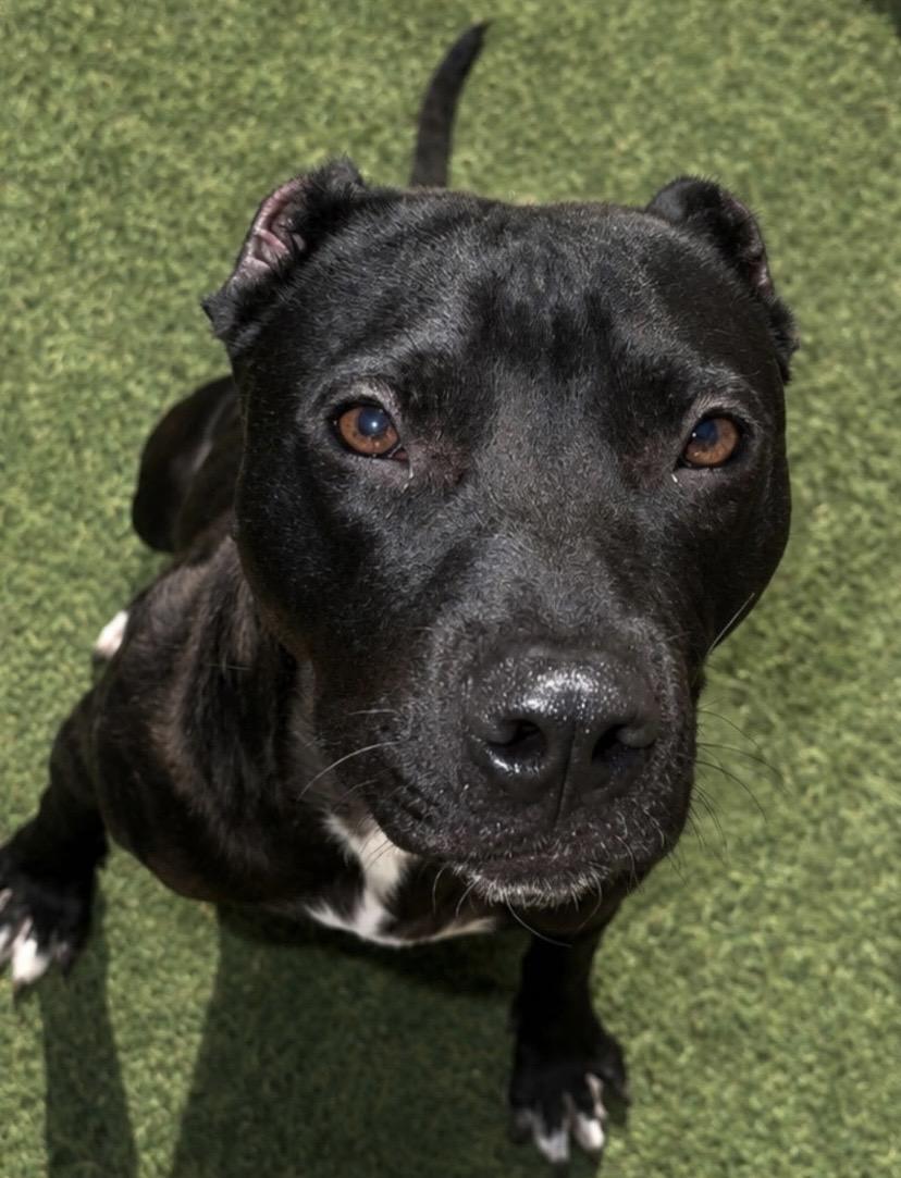 Godfrey, an adoptable mixed breed in Philadelphia, PA image 1/6
