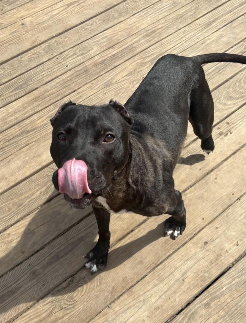 Godfrey, an adoptable mixed breed in Philadelphia, PA image 3/6