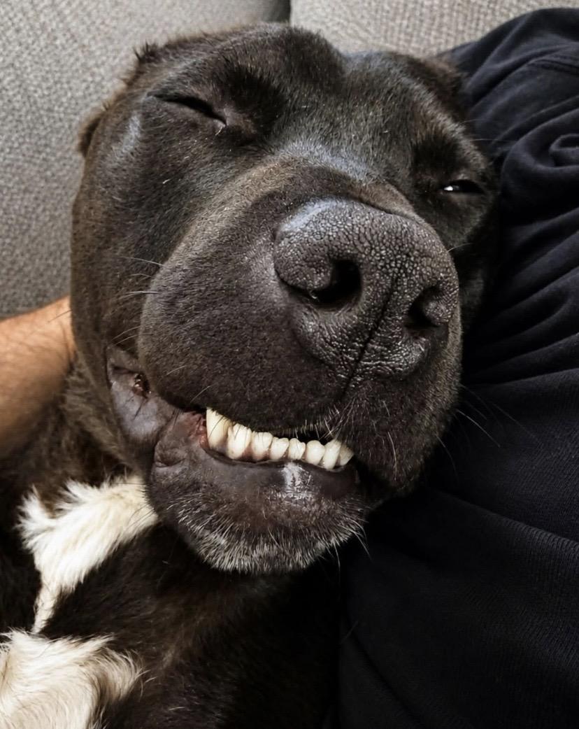 Godfrey, an adoptable mixed breed in Philadelphia, PA image 6/6