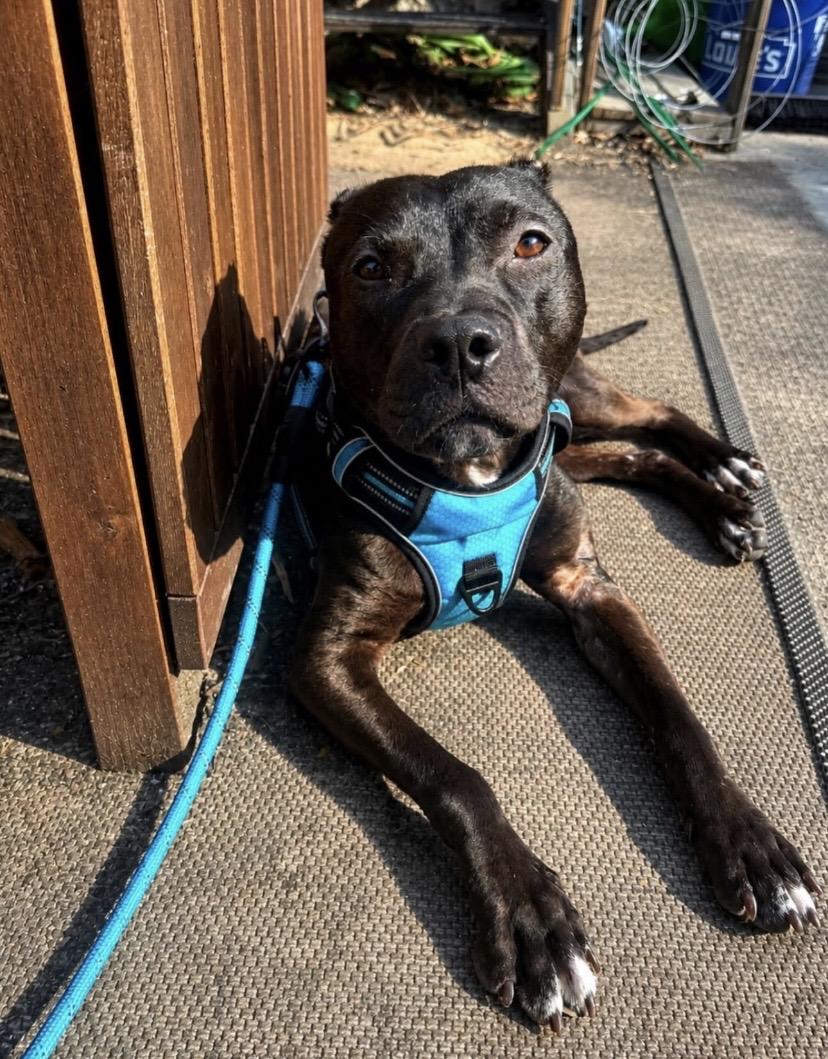 Godfrey, an adoptable mixed breed in Philadelphia, PA image 2/6