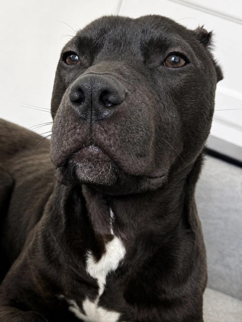 Godfrey, an adoptable mixed breed in Philadelphia, PA image 3/6