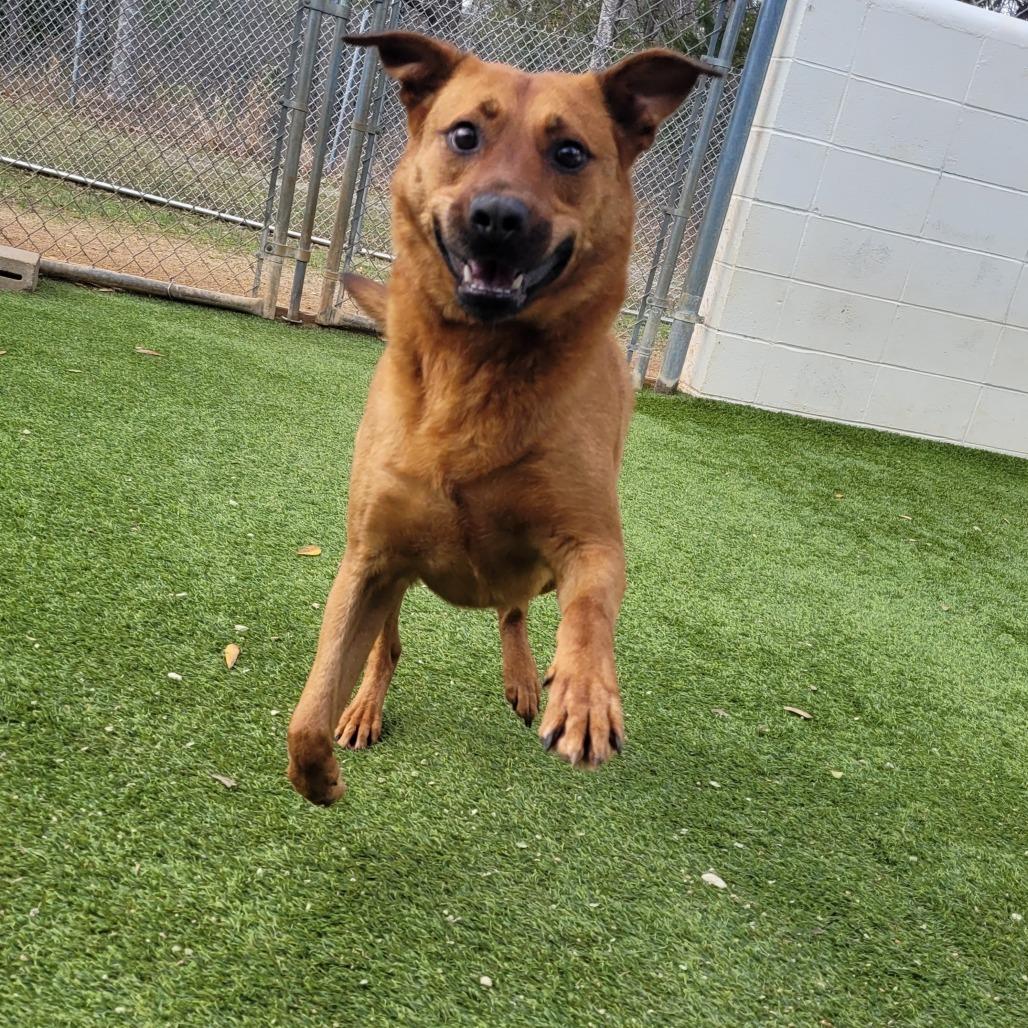 Andy 2508, Adoptable, Adult Male Labrador Retriever & Mixed Breed.