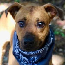 Andy 2508, a Adoptable mixed breed in Shorter, AL image 2/5