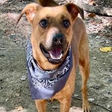 Andy 2508, a Adoptable mixed breed in Shorter, AL image 3/5
