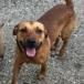 Andy 2508, a Adoptable mixed breed in Shorter, AL image 4/5