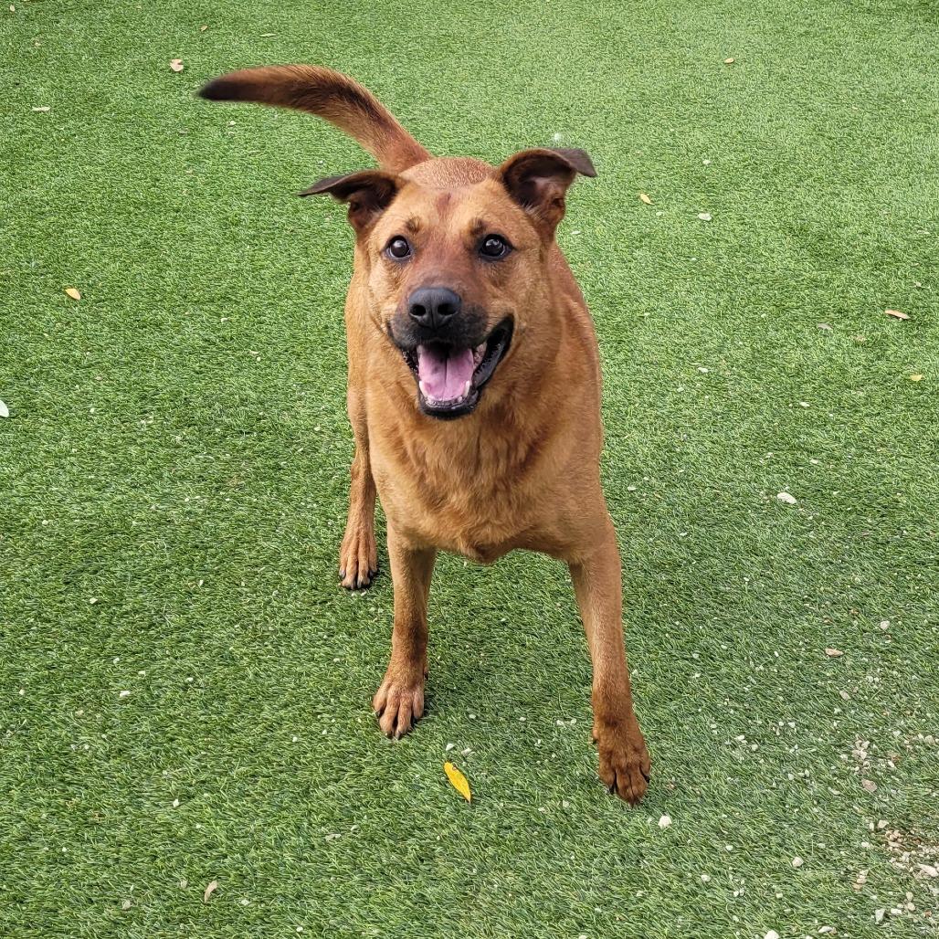 Andy 2508, a Adoptable mixed breed in Shorter, AL image 5/5