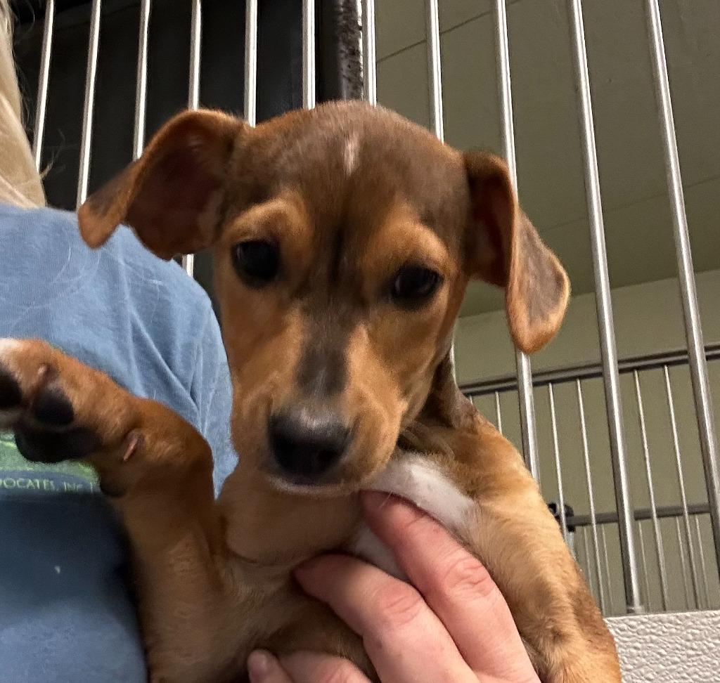 Enlarge Dan, a Adoptable mixed breed in Neosho, MO image 1/1