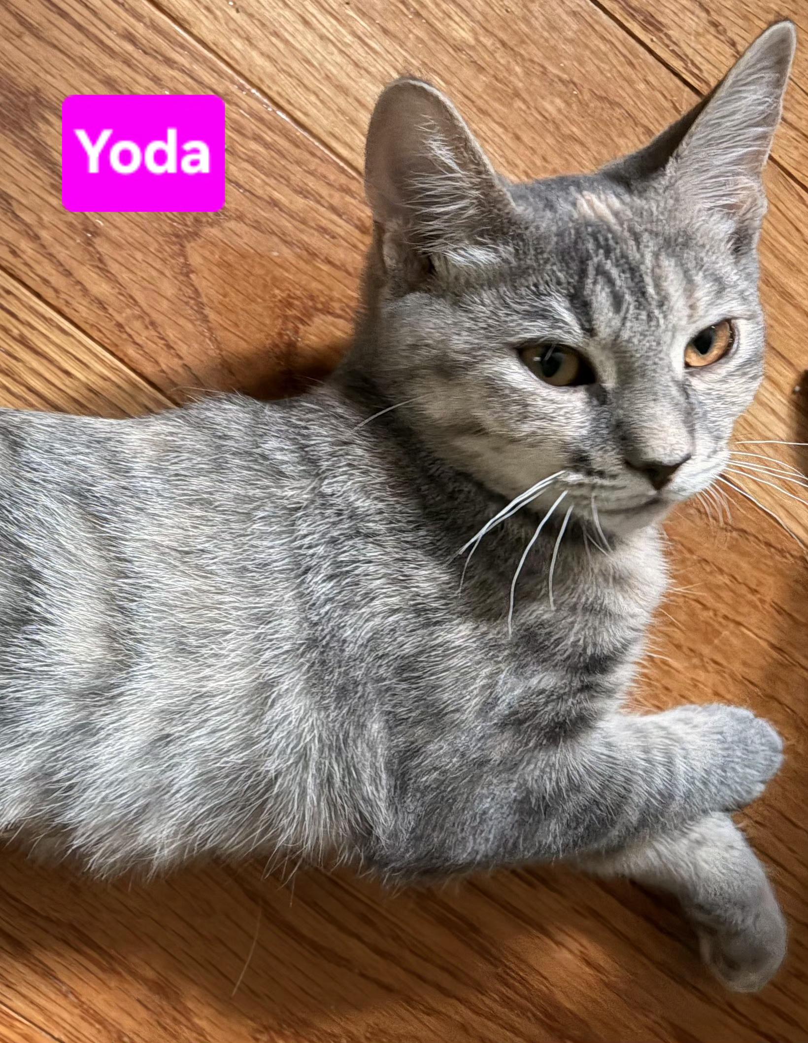 Yoda (siblings are Princess Leia, Chewbacca, Han Solo & Luke Skywalker), adopted, Kitten Female Dilute Tortoiseshell.
