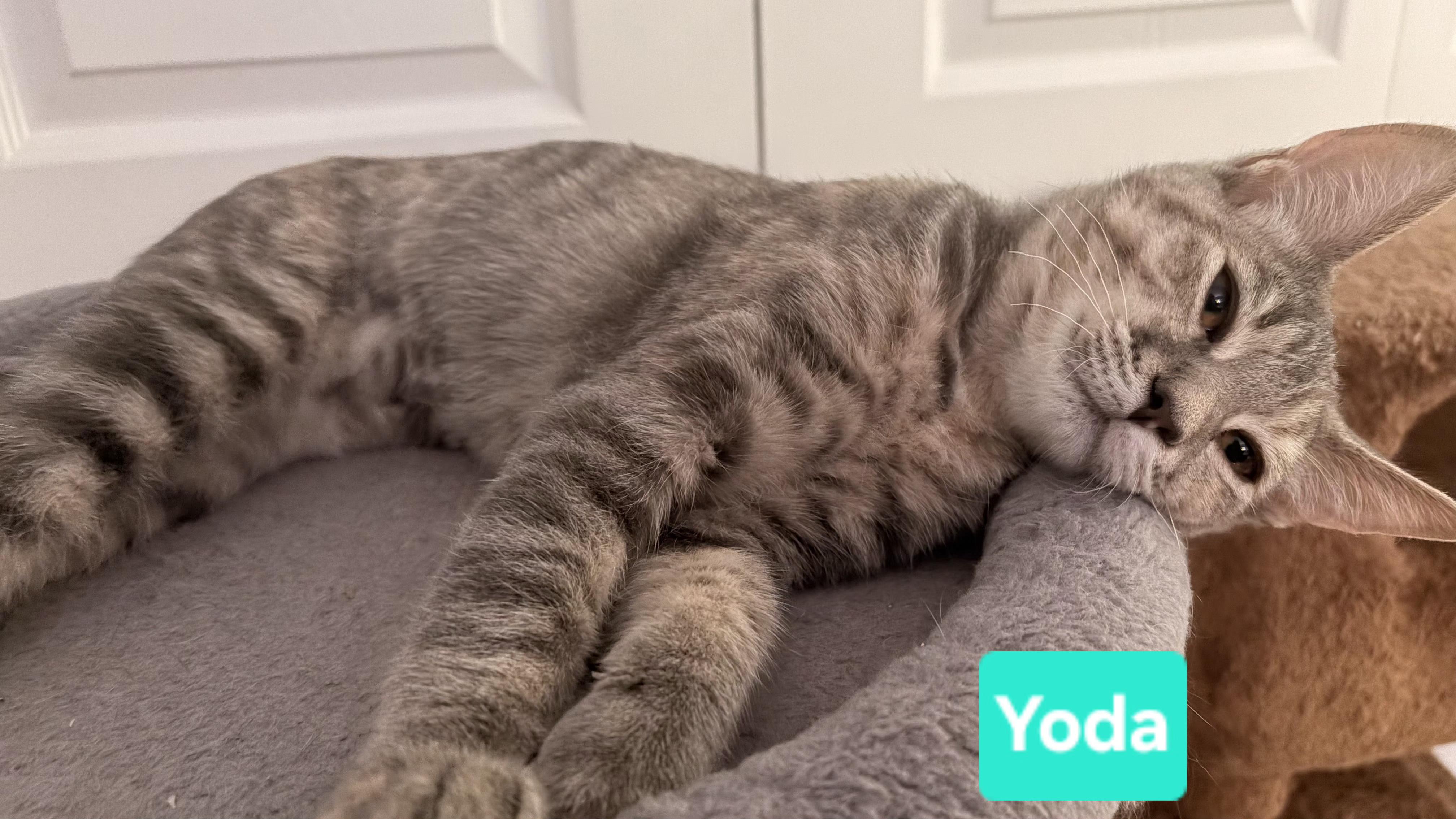 Enlarge Yoda (siblings are Princess Leia, Chewbacca, Han Solo & Luke Skywalker), an adopted Dilute Tortoiseshell in Brighton, MI image 2/3