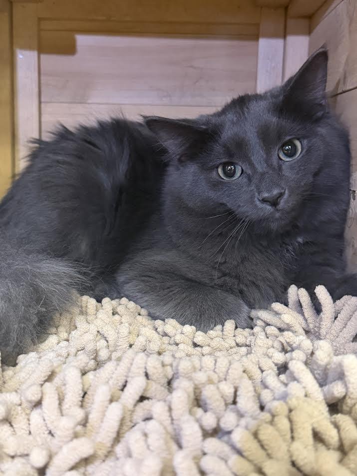Enlarge Greyson, a ADOPTABLE Domestic Medium Hair in South Elgin, IL image 2/6