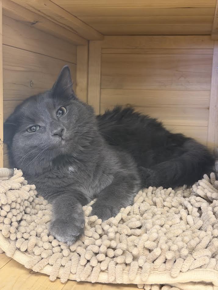 Enlarge Greyson, a ADOPTABLE Domestic Medium Hair in South Elgin, IL image 6/6